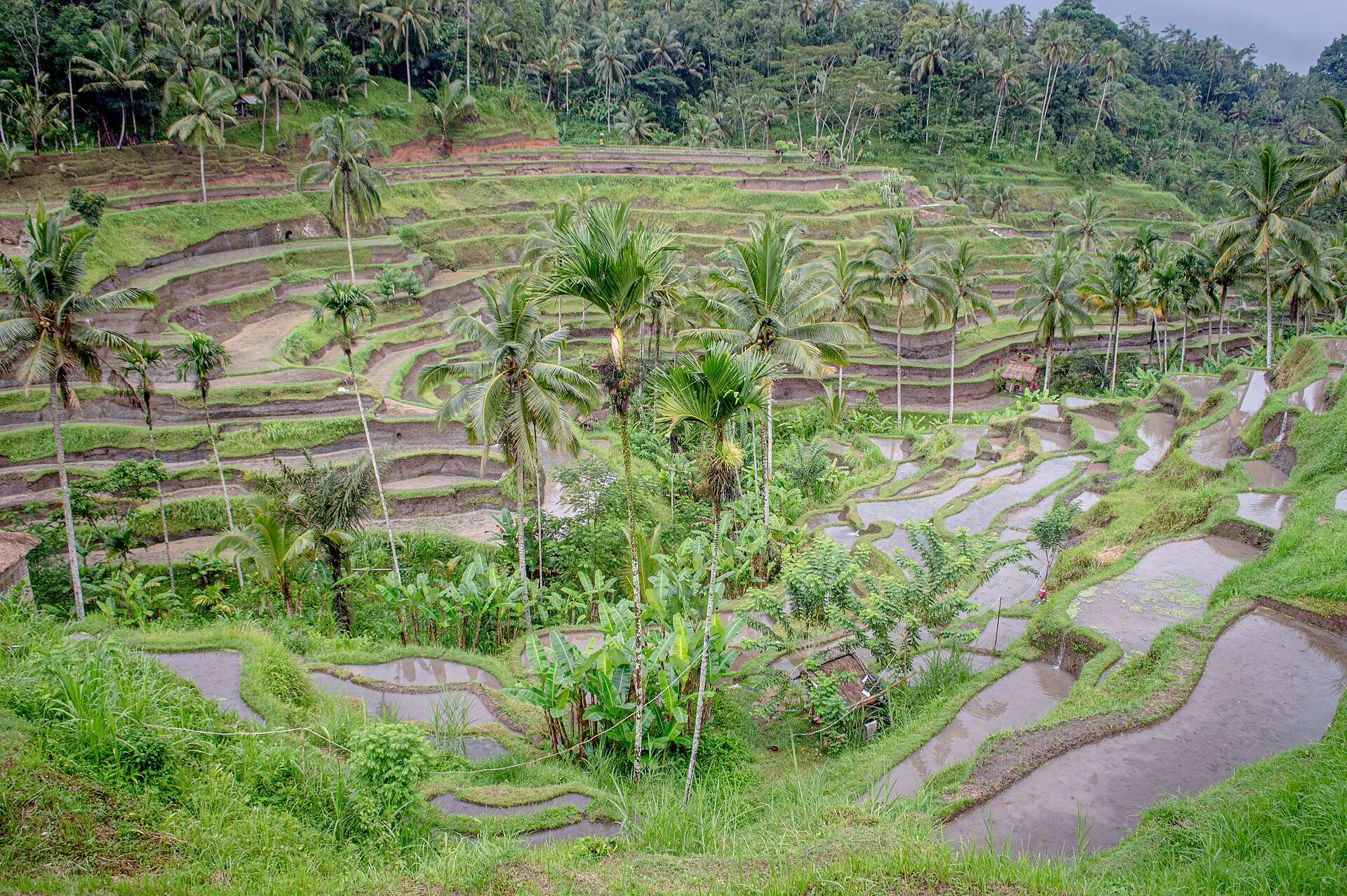 Ubud Bali 2